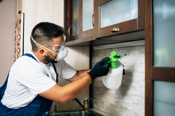 Best Termite Control Services  in Rossville, MD