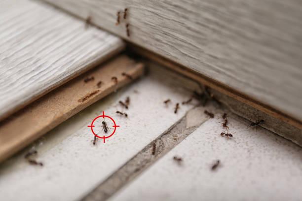 Best Pest Removal Services  in Rossville, MD