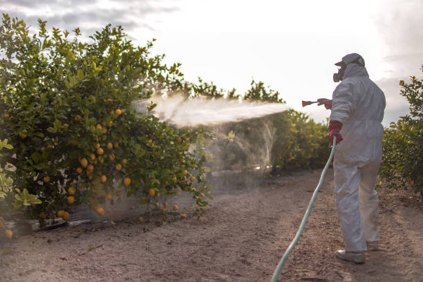 Trusted Rossville, MD Pest Control Experts