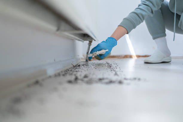 Best Pest Inspection Near Me  in Rossville, MD